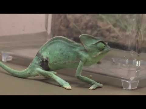 Pet Store Chameleon Right Lateral Abdominal Puncture Wound With Loose Lung