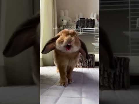 O COELHO MAIS FELIZ DO MUNDO