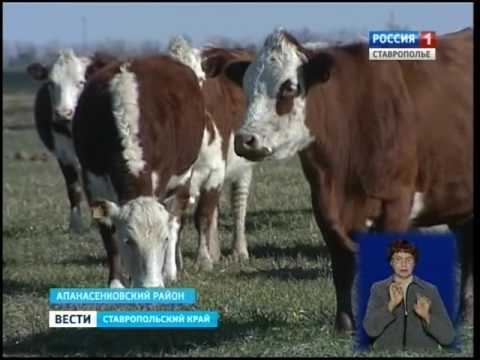 Купить Скот В Ставропольском Крае