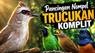Download lagu PANCINGAN NEMPEL TRUCUKAN KOMPLIT 🔥 Suara Full Isian Gacor Auto Respon & Nge-Ropel mp3