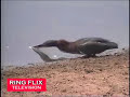 Ptak, co umi rybarit (Tearon) - Známka: 1, váha: obrovská
