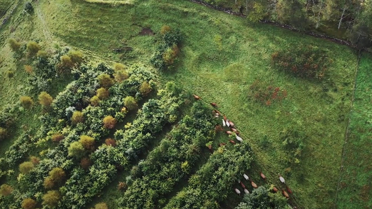 Agroforestry on upland farms in the UK