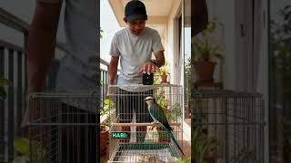 Download lagu Cara merawat burung tengkek buto agar gacor dor mp3