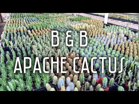 , title : 'Shop with me at B & B Apache Cactus | Apache Junction, AZ'