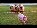 The Pig Who Became A Shepard Ending Scene Babe CLIP