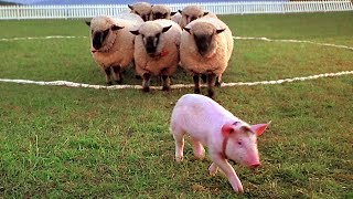 Download lagu The Pig who became a Shepard | Ending Scene | Babe | CLIP mp3