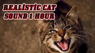CAT MEOW SOUND / 1 Hour of Cat Meowing / REALİST�