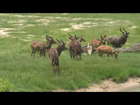 Djuma: Nyalas - 01/15/19