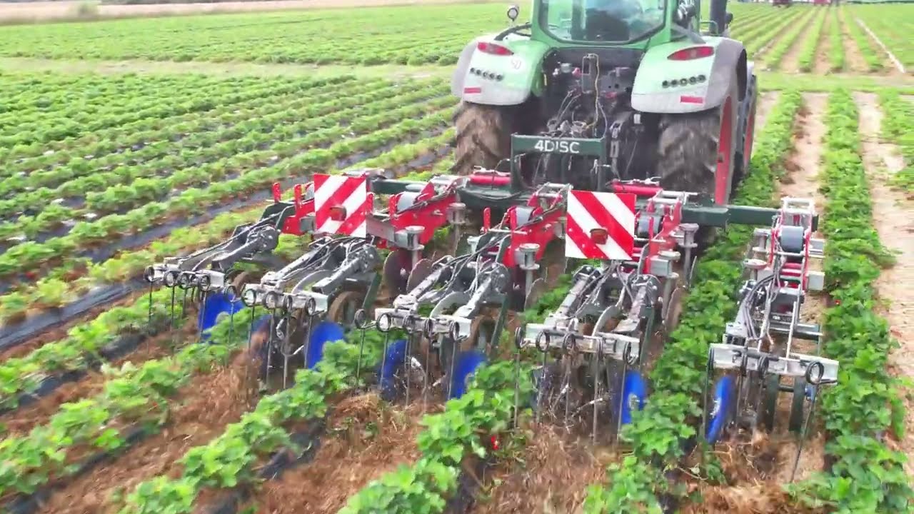 4DISC Cuttora szamóca / spárga sorközművelő