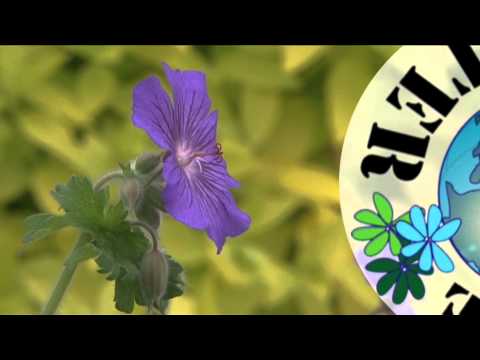 comment nettoyer geranium