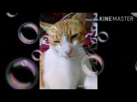 Chinna laxmaiah's cute cat