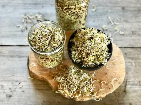 download lagu mp3 mp4 How To Cook Kale Sprouts, download lagu How To Cook Kale Sprouts gratis, unduh video klip How To Cook Kale Sprouts