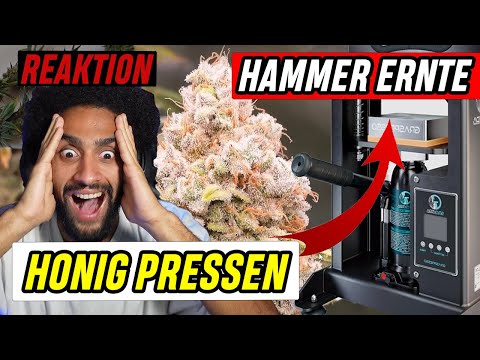 HAMMER Ergebnisse! 😍| Aus der FERTIGEN Ernte Honig PRESSEN?! Reaktion