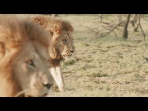 Maasai Mara highlights at Ol Kinyei