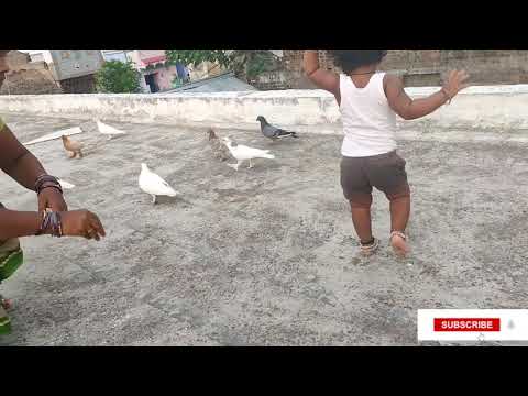 Sushruta's Diary | Sushruta Play with Pigeon 🐦