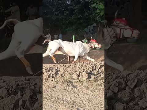 Wah Dand Wah Masha Allah