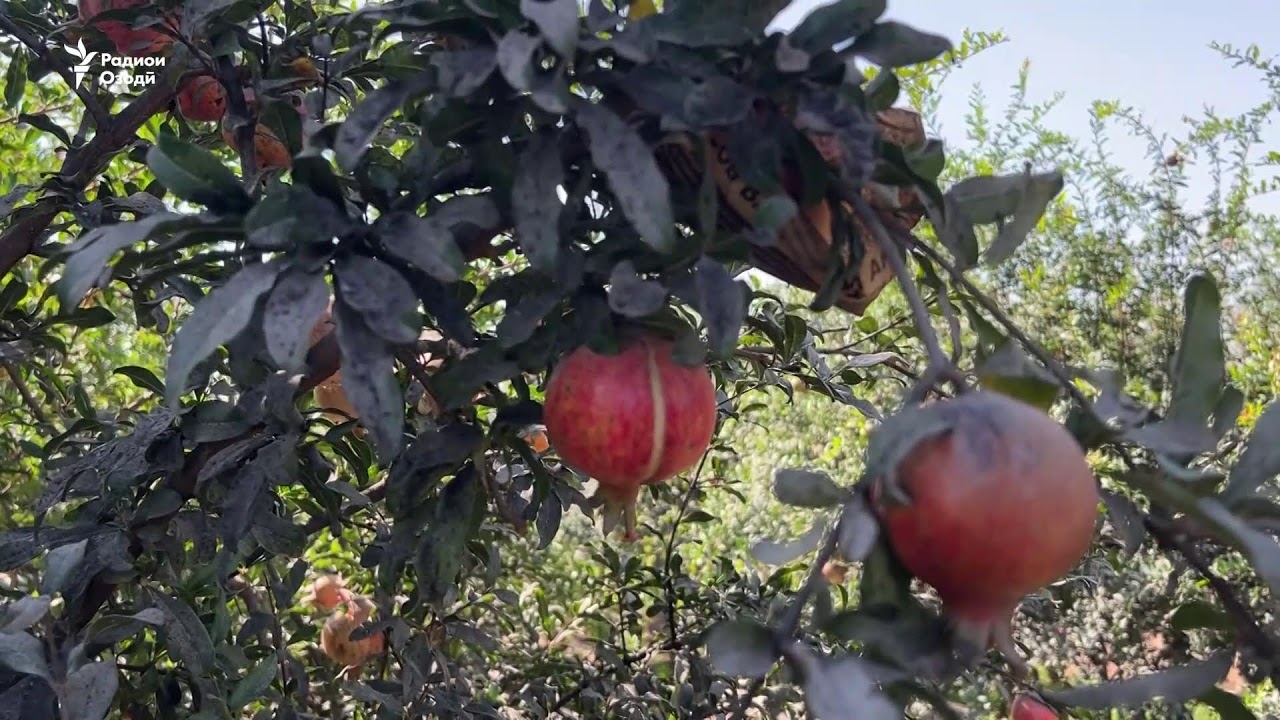 Ахбори Озодӣ аз 11-уми ноябри соли 2025 (Пахши зинда)