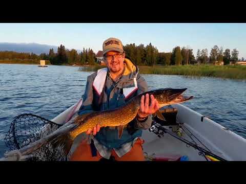 Kiiminkijoella uistelureissu osa 2. #uistelu #hauki #kalastus