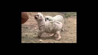 Video preview image #1 Maltese Puppy For Sale in Seattle, WA, USA