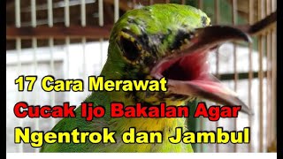 Download lagu 17 Cara Merawat Cucak Ijo Bakalan Agar Ngentrok da... mp3
