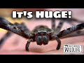HOLDING A GIANT HUNTSMAN SPIDER What Did It FEEL LIKE