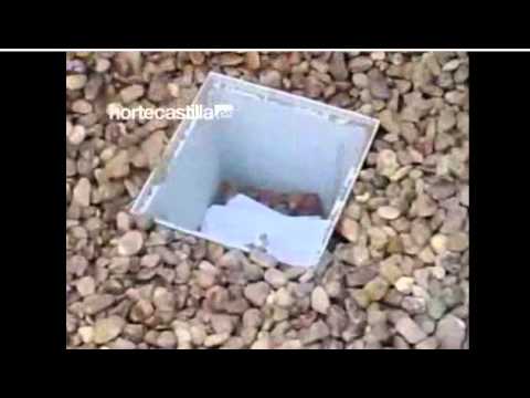 Colocación primera piedra obras Pabellón de Deportes Zona Urban