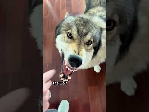 Turning a wolf into a “dog” #wolf #shorts #animals #rescue #pet