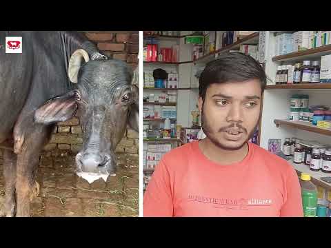 Bloatgul Plus - YouTube video