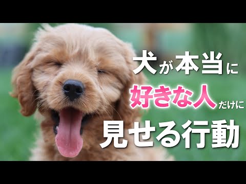 犬は愛情を感じますか?