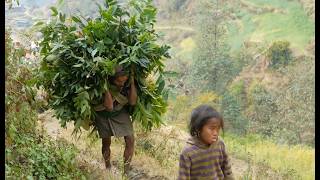 Cutting grass in the village and going to the barn ll Rural village life