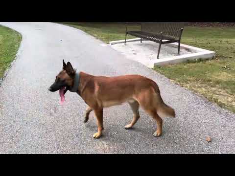 Cu Nero la park mit Nero at park Belgianos Malinois dog Nero ￼ surprize you protect Dog