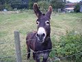 Oscar the donkey! (jedovata zmija) - Známka: 2, váha: malá