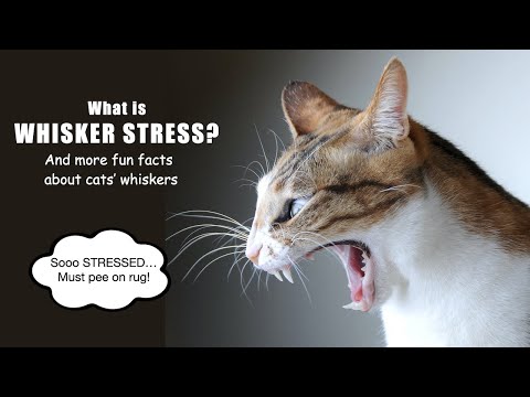 Cat Whiskers Fun Facts - What is Whisker Stress??!