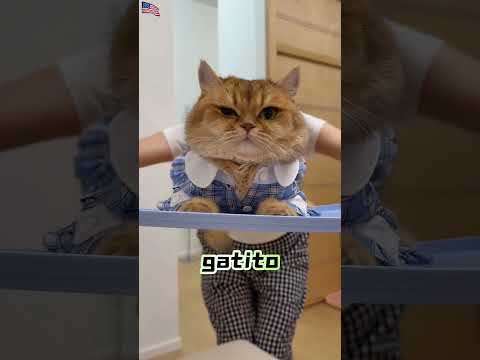 ¡Elige a tu gatito!#usa mini wood toy | woodworking art skills | hand crafts #spainchampions