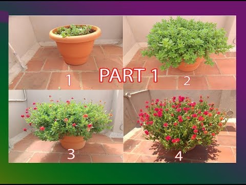 How to grow Fairytale Cindrella (RED) from cuttings.- Portulaca Grandiflora..