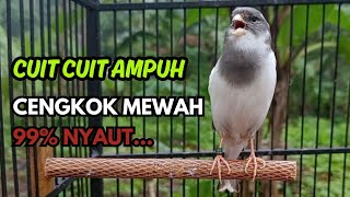 Download lagu KENARI GACOR  Cuit CUIT BIRAHI SUARA Kenari MASTERAN TERBAIK UNTUK PANCINGAN & MASTERAN Kenari PAUD mp3