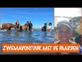 Middagje zwemmen met de paarden | DierenpraatTV