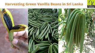 Download lagu Harvesting Green Vanilla Beans in Sri Lanka #shorts mp3 Download lagu Harvesting Green Vanilla Beans in Sri Lanka #shorts mp3