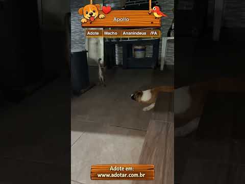 Vídeo de Apollo
