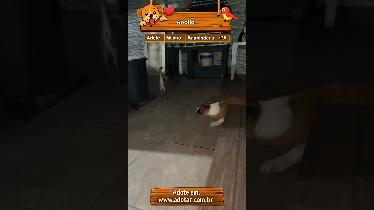 Cachorro raça SRD-ViraLata idade 7 a 11 meses nome Apollo