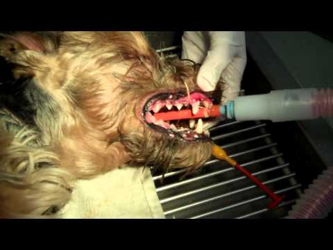 Canine Dental Polishing