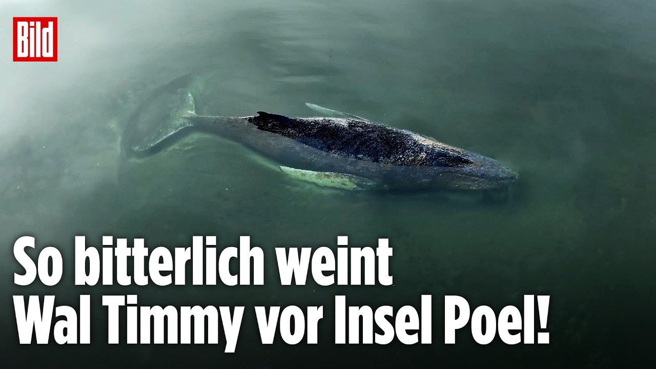 Ostsee: Gestrandeter Wal Timmy weint die ganze Nacht vor Insel Poel!