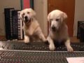 Golden Retriever Puppies Henley And Bobby