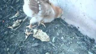 Bby Chicken 5/11/10