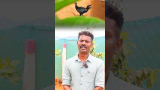 அதிக அளவில் முட்டையிடும் சொனாலி கோழி | sonali chicken farm