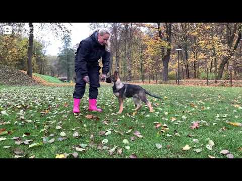 R'Chanel z údolí Úpy obedience 3 months