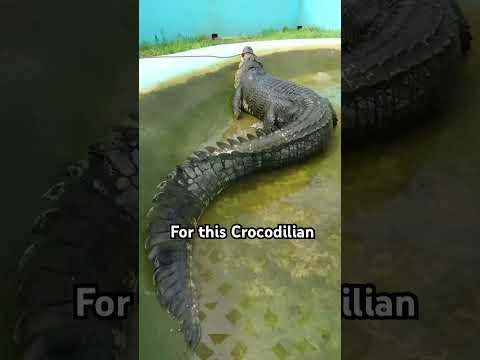Largest Crocodile ever captured is terrifying… Meet “LoLong”