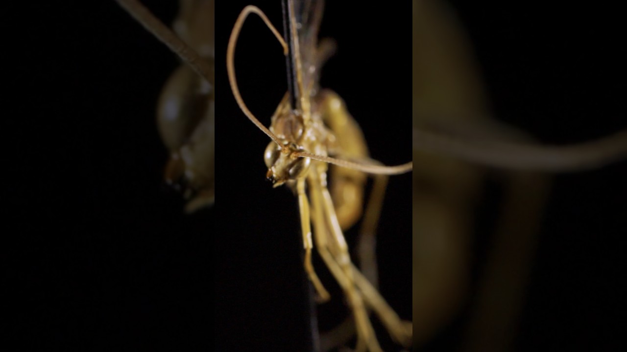 Los Cazadores Invisibles de Galápagos 🐝