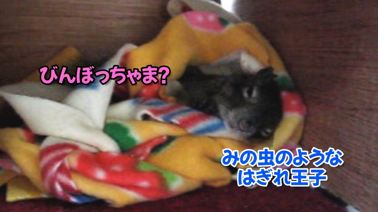 びんぼっちゃま？みの虫のような「はぎれ王子」ことリスの俵太先生（BGM付き）