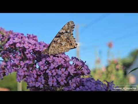 Belle-Dame / Vanesse des chardons painted lady / Vanessa cardui
